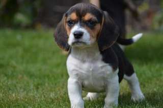 Chiots Beagle, très beau