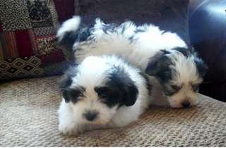 AKC Reg &amp; pedigree havanais chiots à l'adoption