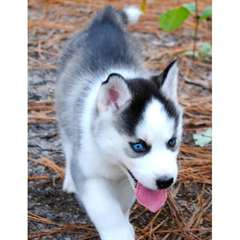 Magnifique chiots sibérien husky