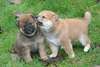 chiots shiba inu de pure race pour adoption - photo 1