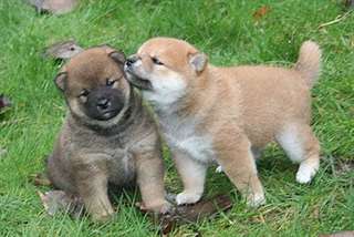 chiots shiba inu de pure race pour adoption