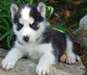 chiots husky de pure race disponible pour adoption - photo 1