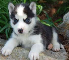 chiots husky de pure race disponible pour adoption