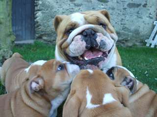 A réserver chiots bulldog anglais non lof