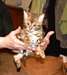 Chatons bengal - photo 1