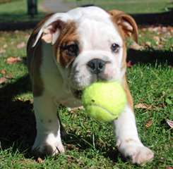 Super Beau Chiots Bulldog Anglais
