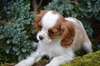 Adorable cavalier king charles male tricolore - photo 2