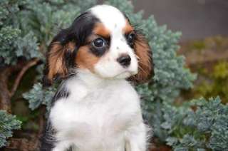 Adorable cavalier king charles male tricolore