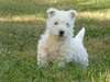 Magnifiques chiots westie - photo 2