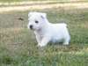 Magnifiques chiots westie - photo 3
