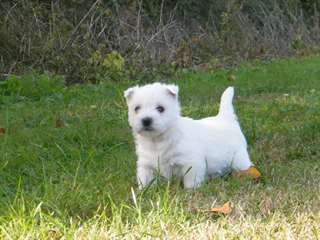 Magnifiques chiots westie