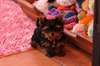 superbe Chiot mâle yorkshire - photo 1