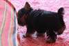 superbe Chiot mâle yorkshire - photo 2