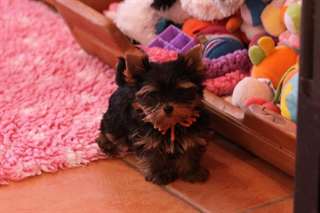 superbe Chiot mâle yorkshire