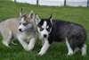 B&#233;b&#233; husky disponibles pour adoption - photo 1