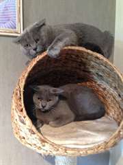 chatons chartreux loof