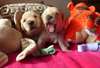 Portée de 9 chiots golden-retriever - photo 1