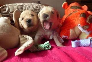 Portée de 9 chiots golden-retriever