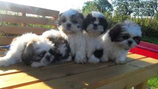 Chiots shihtzu superbes !!