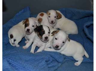 Adorable chiots jack russel