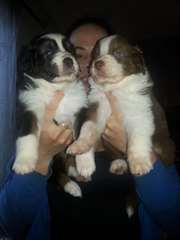 chiots berger australien a réserver pour noel