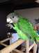 Perroquet tête brune +cage (brown head perrot+cage - photo 1