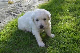 Chiot Golden Retriever pour Noël