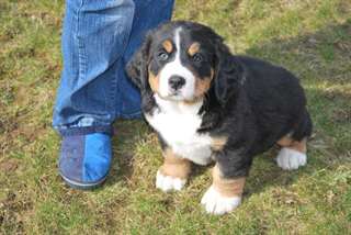 CHIOTS BOUVIER BERNOIS A DONNER