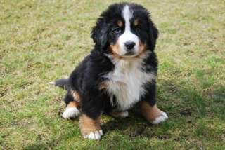 CHIOTS BOUVIER BERNOIS A DONNER