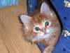 Adorables chatons  Main Coon Loof - photo 2
