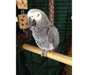 Perroquet gris d'Afrique pour adoption - photo 1