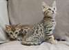 Magnifiques Type Chatons Savannah - photo 1