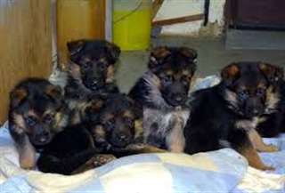 chiots berger allemand lof