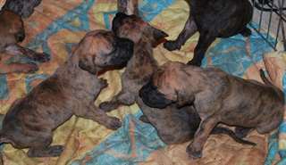 Chiots Dogue allemand disponibles.