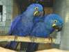 Pair Of Blue &amp; Gold Macaw Parrots for adoption - photo 1