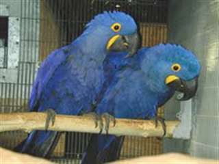 Pair Of Blue &amp; Gold Macaw Parrots for adoption