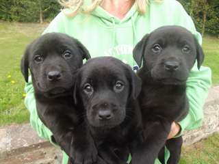 Chiots Labrador doré
