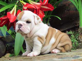 Super Beau Chiots Bulldog Anglais