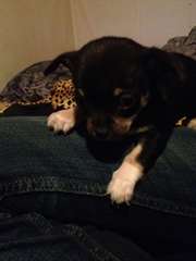 petite femelle noir et feu type chihuahua