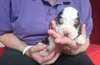 Chiot cocker spaniel pour Noel - photo 2