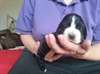 Chiot cocker spaniel pour Noel - photo 4