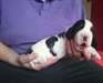 Chiot cocker spaniel pour Noel - photo 5