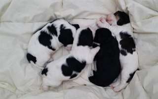 Chiot cocker spaniel pour Noel
