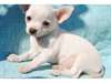 chiot chihuahua disponibles - photo 1
