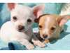 chiot chihuahua disponibles - photo 2