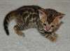 Magnifiques Chatons bengal non LOOF - photo 1