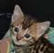 Magnifiques Chatons bengal non LOOF - photo 2