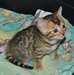 Magnifiques Chatons bengal non LOOF - photo 3
