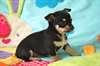 Superbes b&#233;b&#233;s chihuahua - photo 2