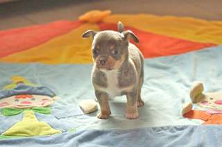Superbes b&#233;b&#233;s chihuahua